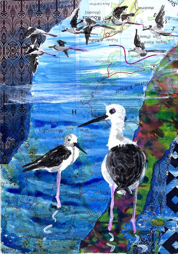 jenny robins - Black-winged Stilt