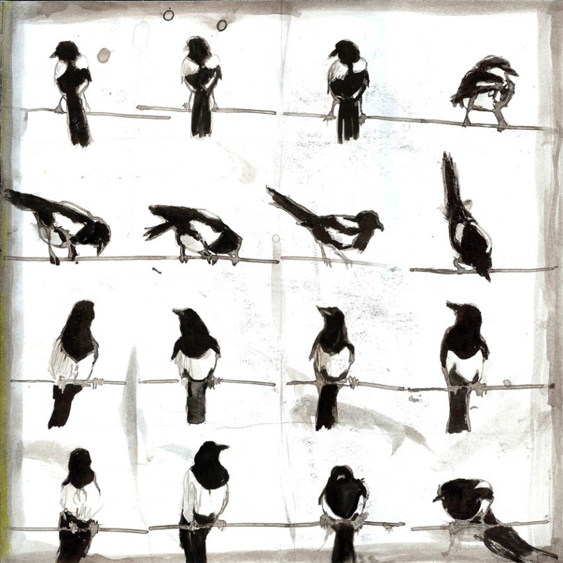 jenny robins - magpies