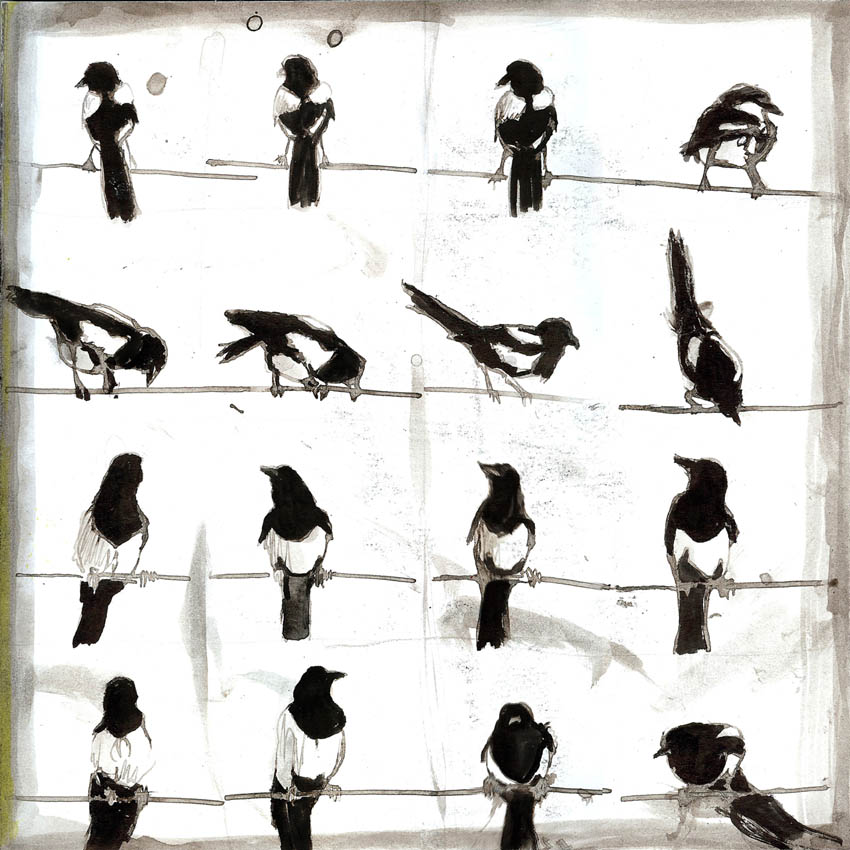 jenny robins - magpies