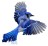 blue jay
